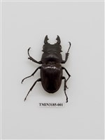 藏品(鬼艷鍬形蟲)的圖片